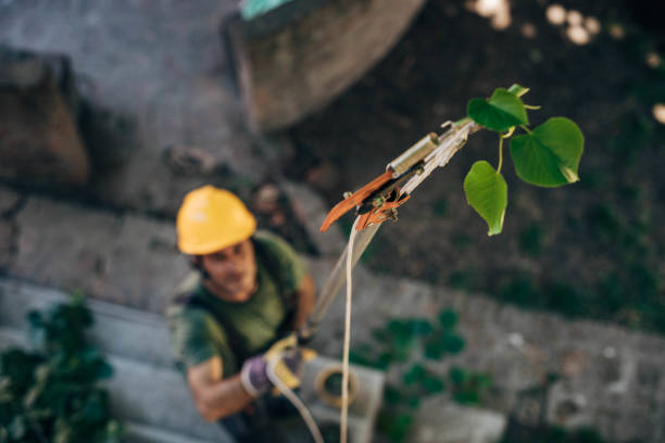 How Our Tree Care Process Works  in Ridgway, CO